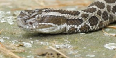 Dayton snake